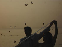 Butterfly Release Dusk